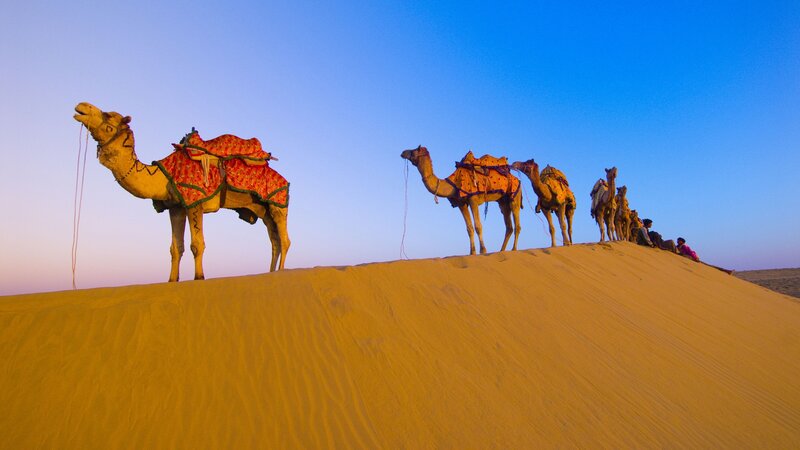 Camels on Sand Dune — Yellow, Serene