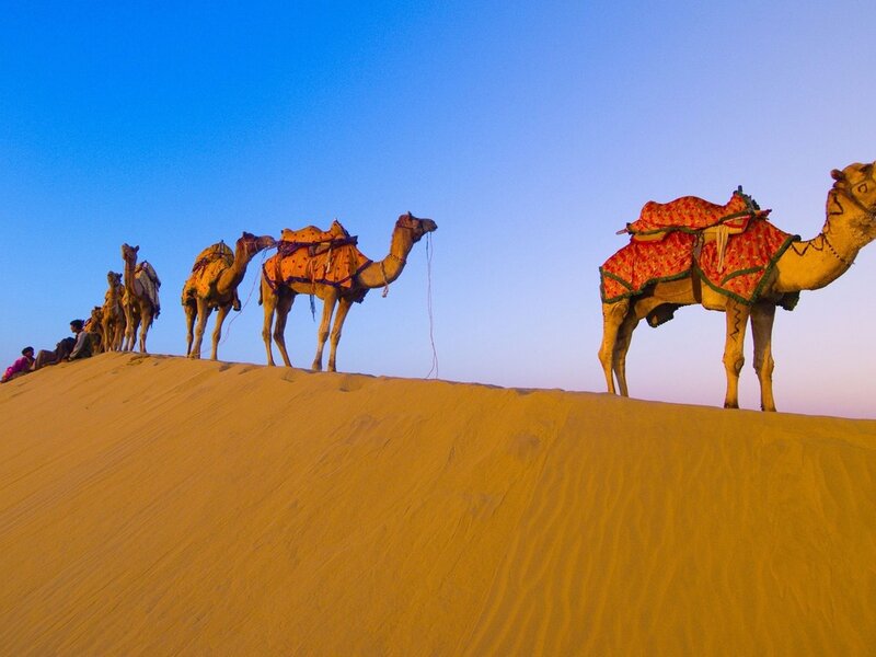 Camels on Sand Dune — Yellow
