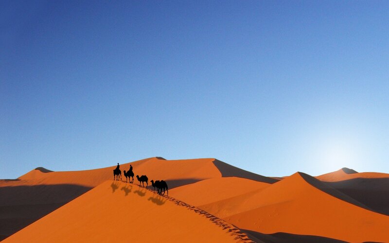 Camels on Sand Dunes — Orange