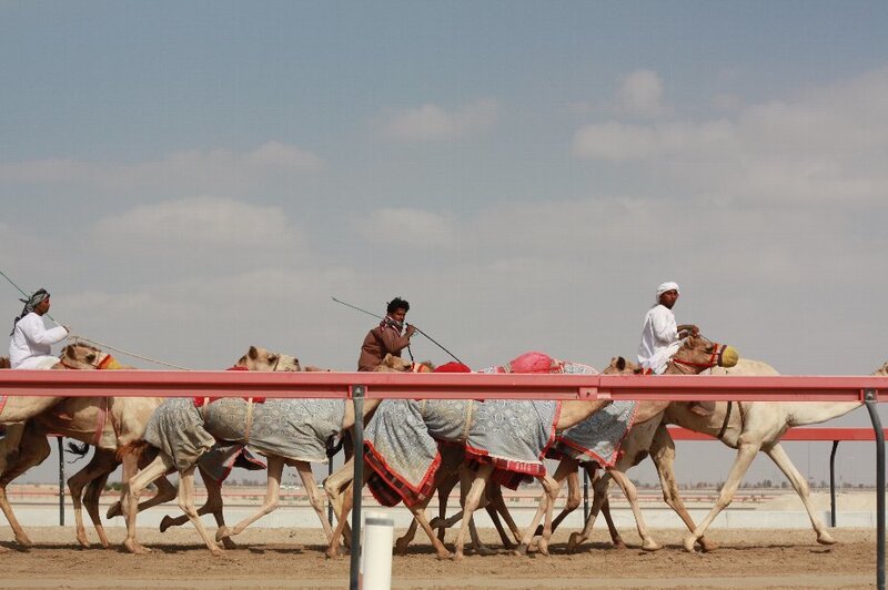 Camels Racing on Track