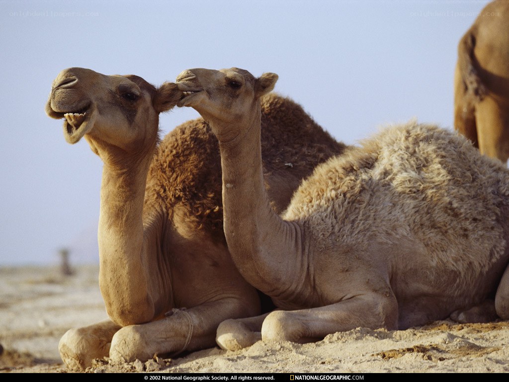 Camels resting in the desert