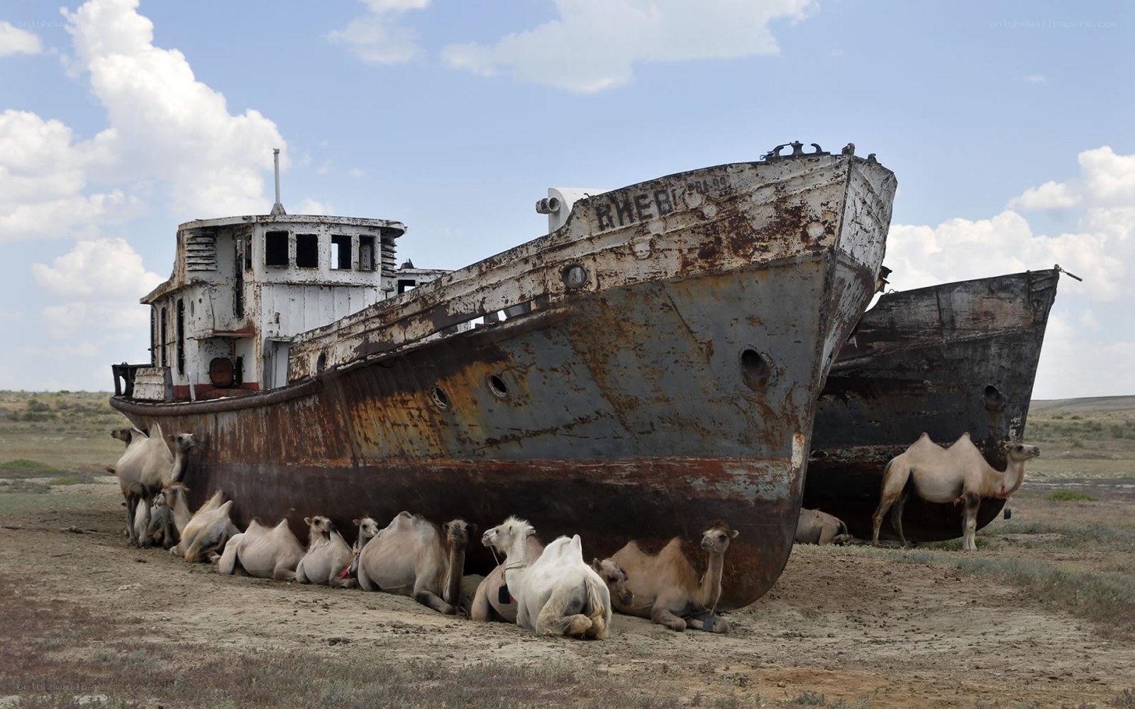 Camels under a shipwreck