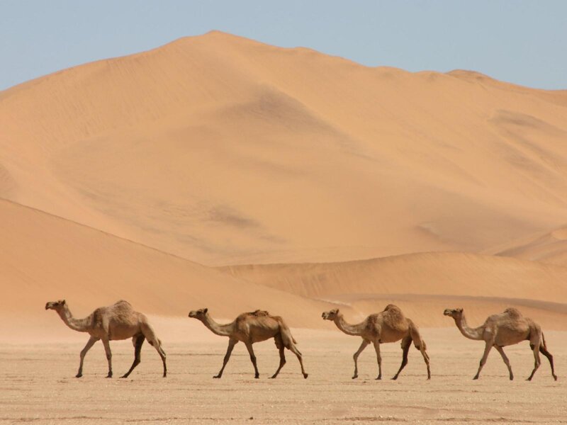 Camels Walking in Desert