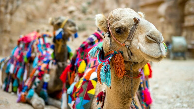 Camels with Colorful Saddles