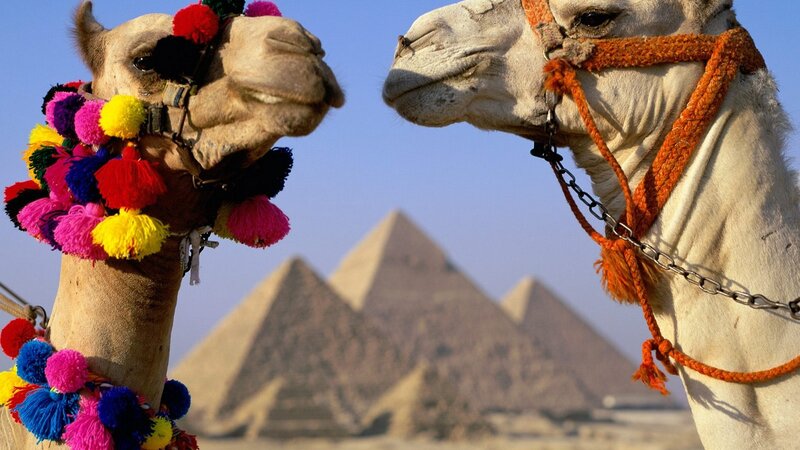 Camels with pyramids in background