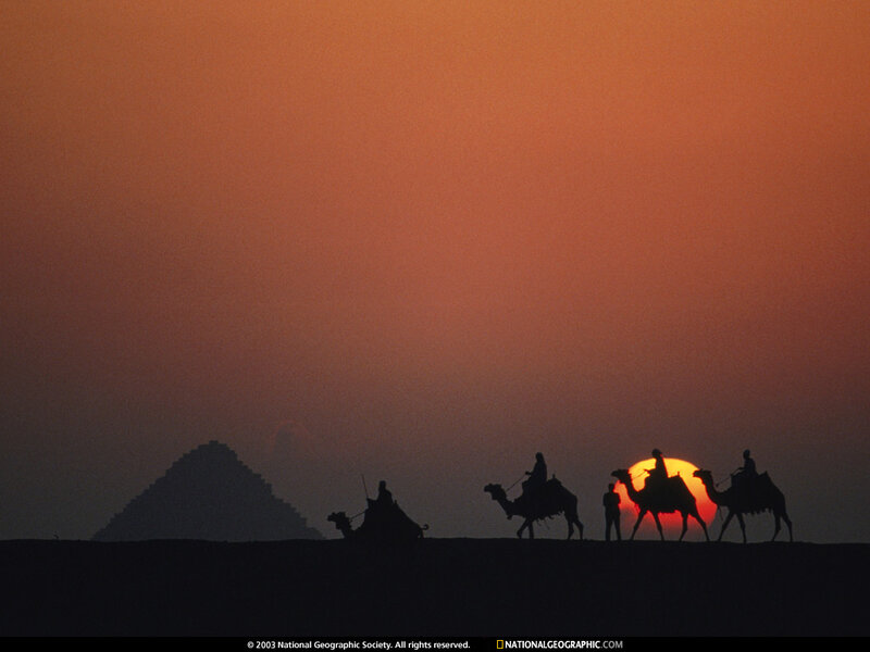 Camels with Riders — Orange