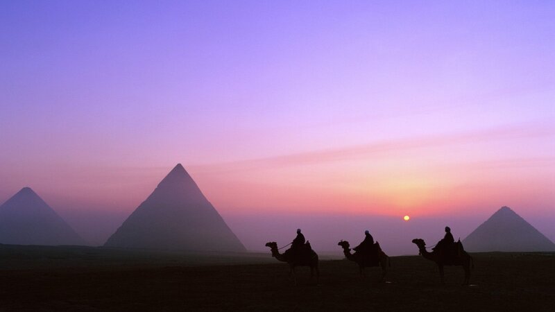 Camels with Riders — Purple, Serene