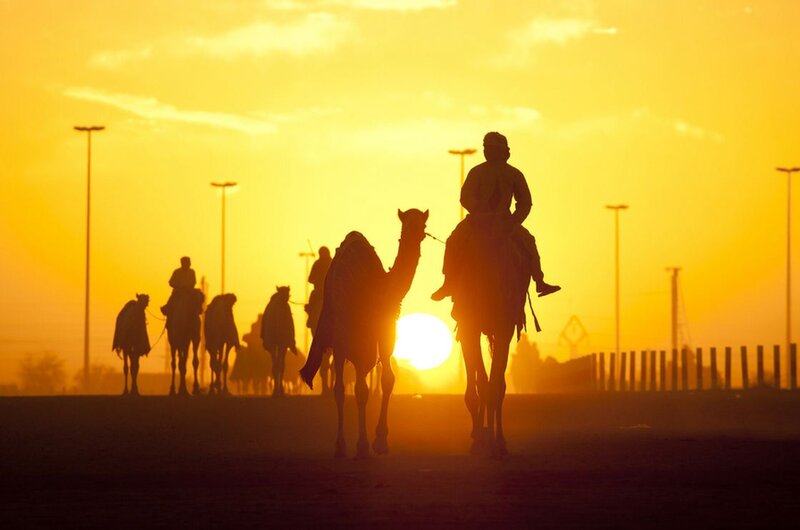 Camels with Riders — Yellow