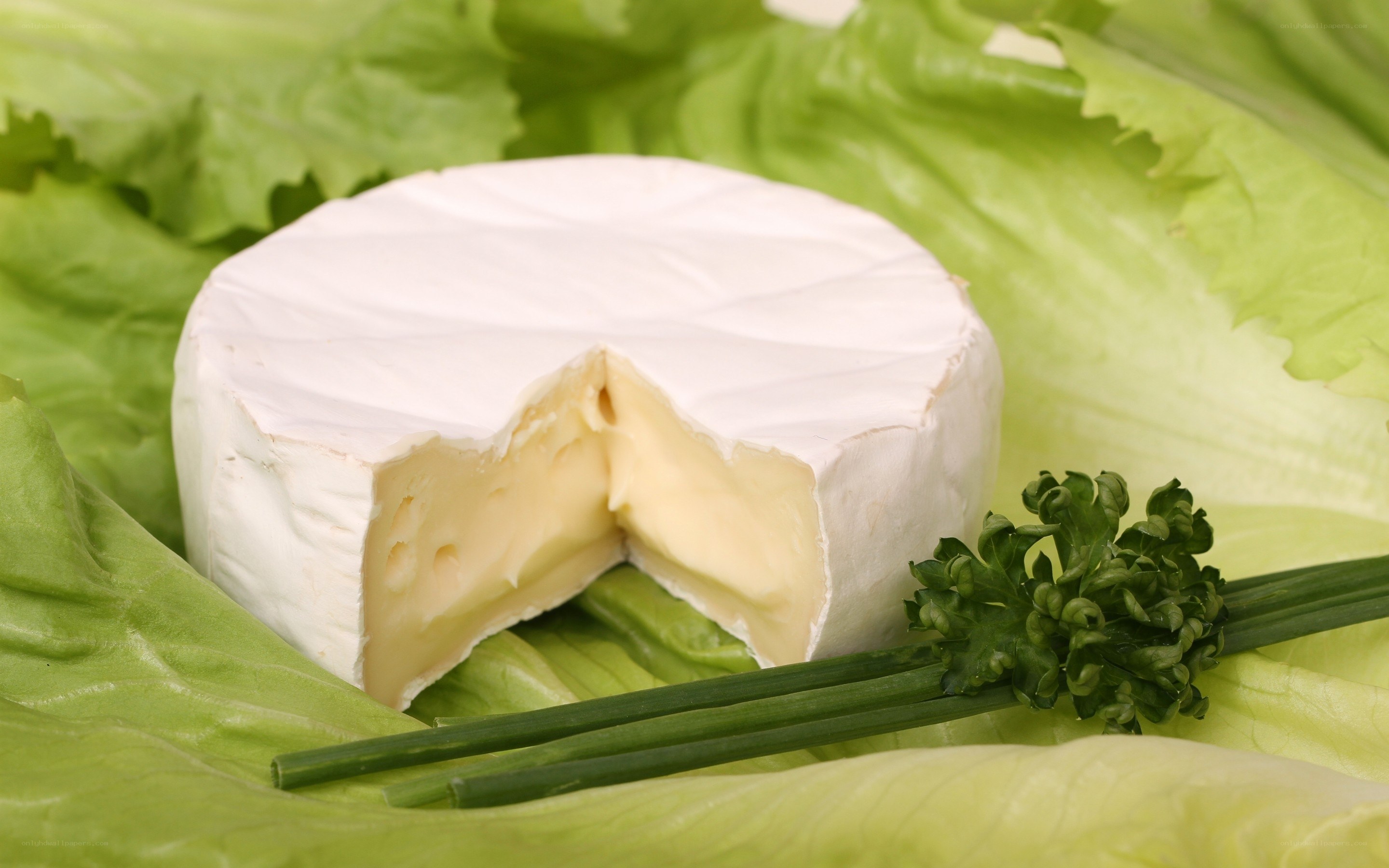 Camembert cheese on lettuce