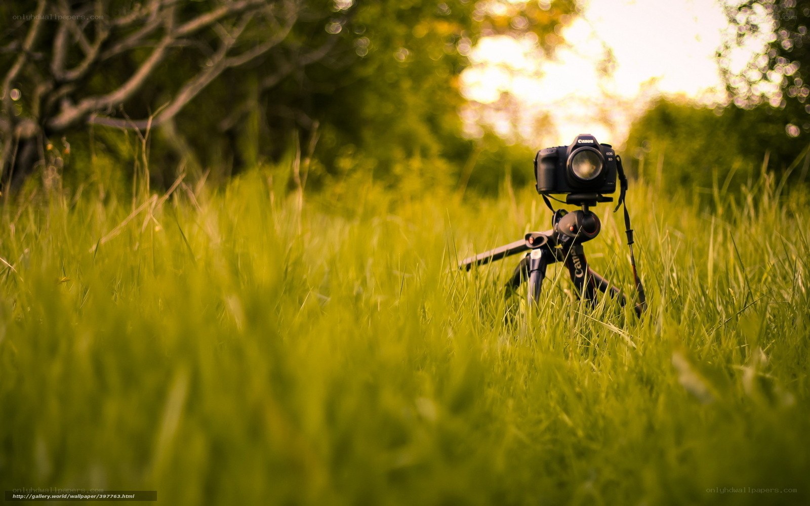 Camera in a grassy field
