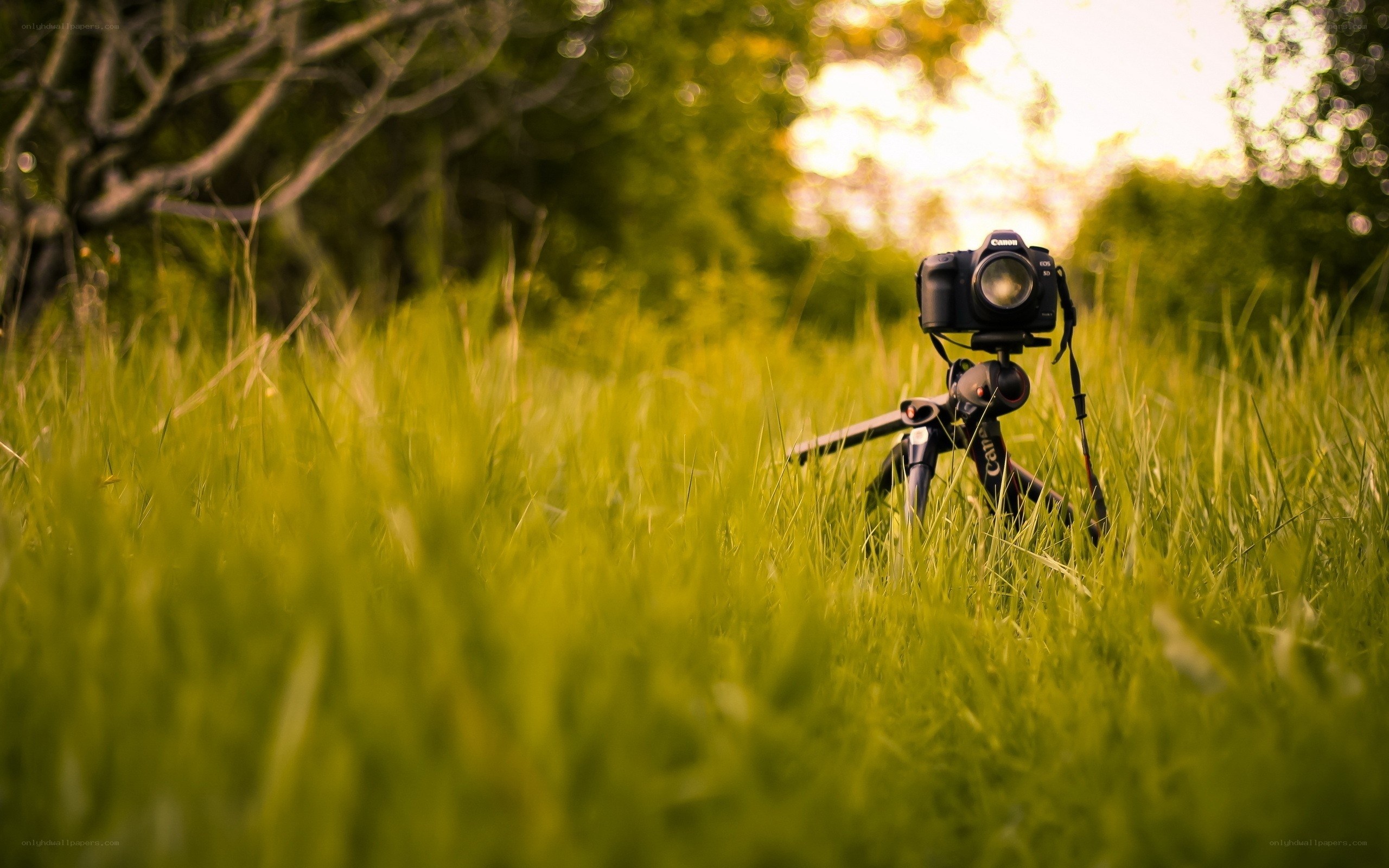 Camera in a grassy field