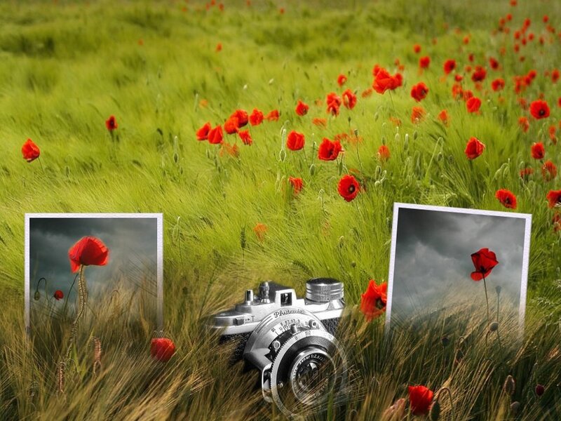 Camera in poppy field