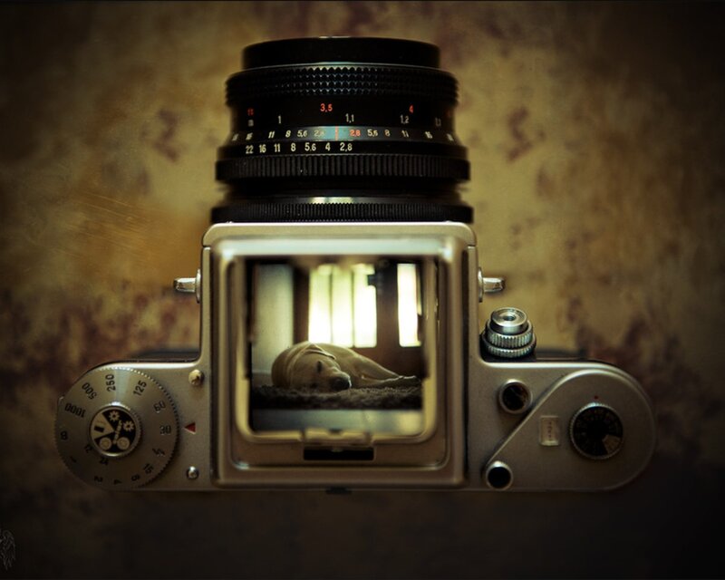 camera with dog in viewfinder