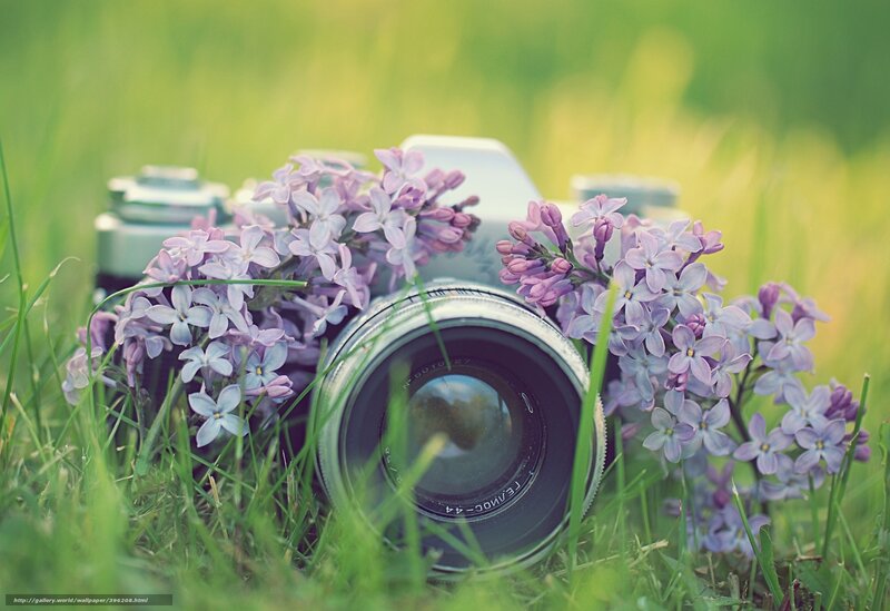 camera with lilac flowers
