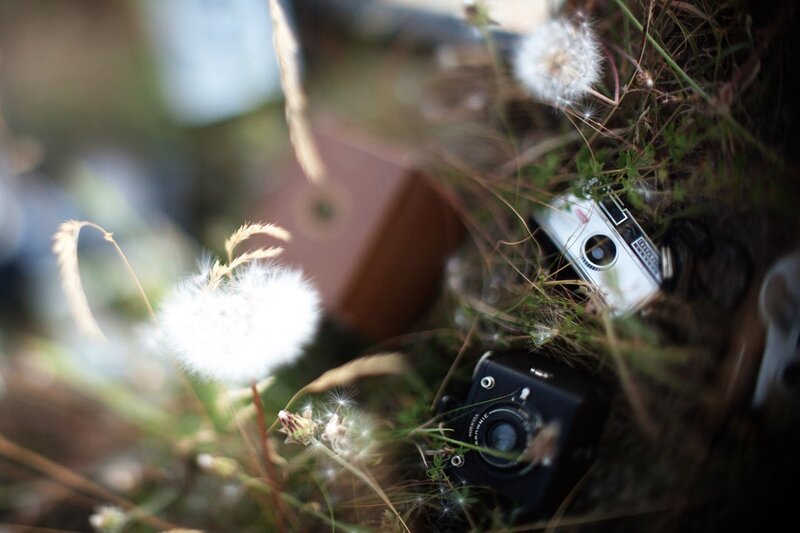 Cameras in the grass