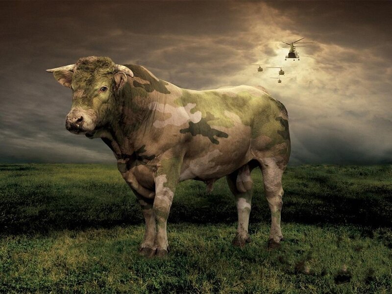 camouflage bull in field