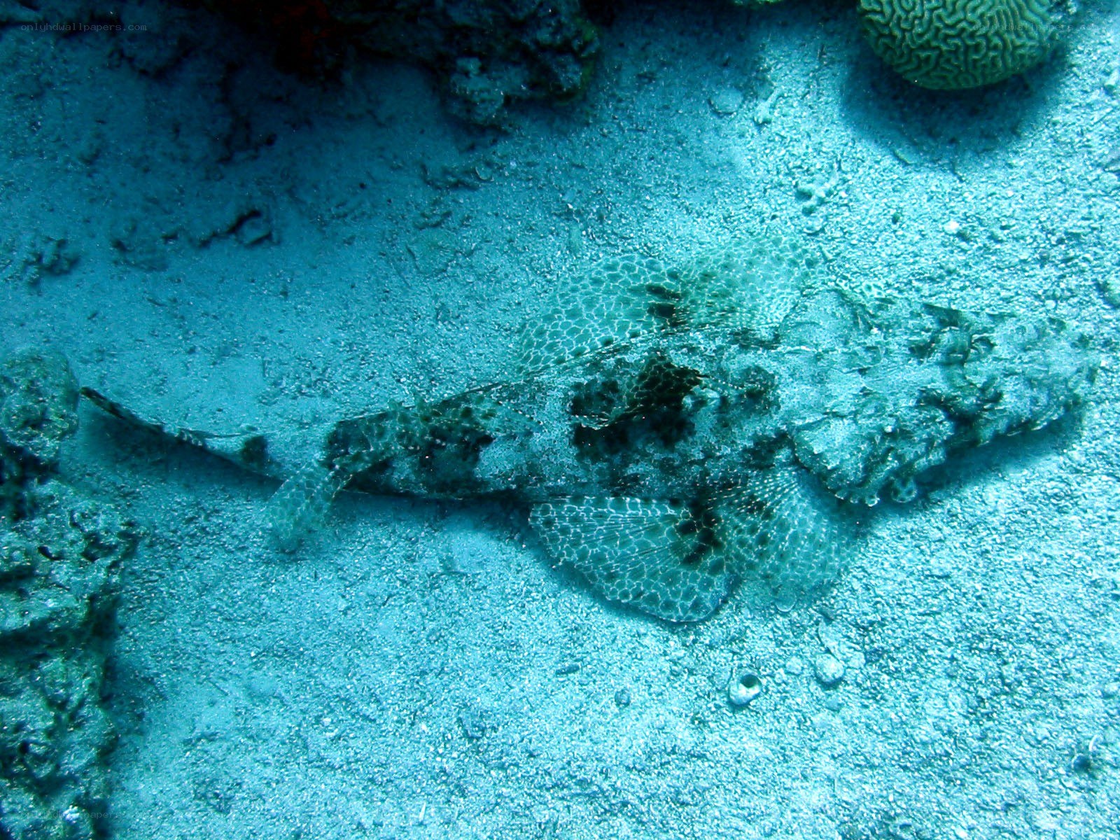 Camouflaged fish on ocean floor