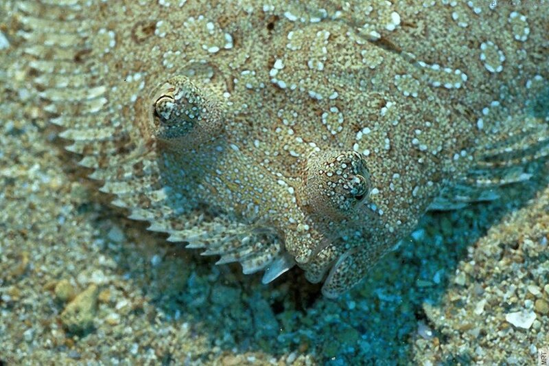 Camouflaged flatfish on the seafloor
