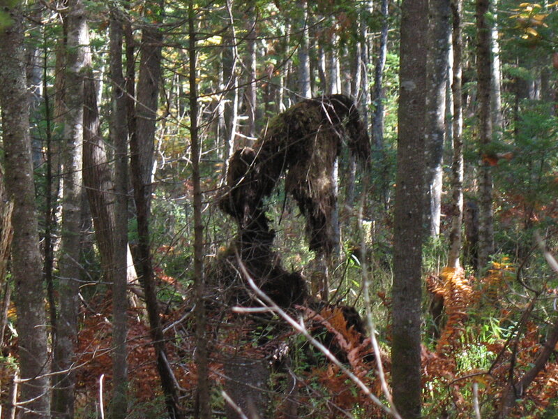 Camouflaged Person in Forest