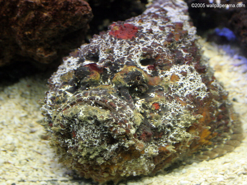 camouflaged stonefish on sand