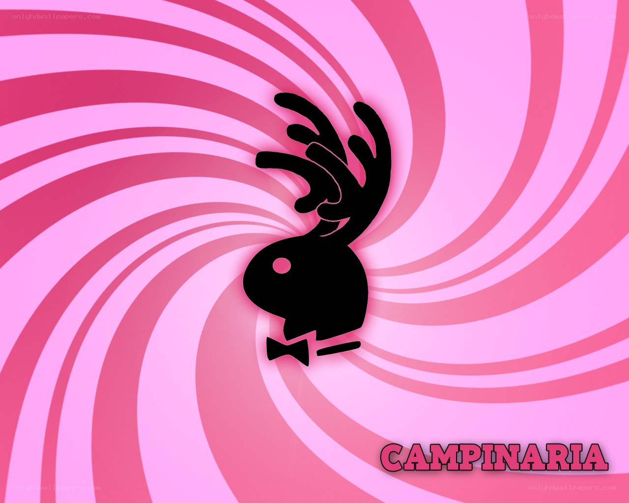 Campinaria logo with swirl background