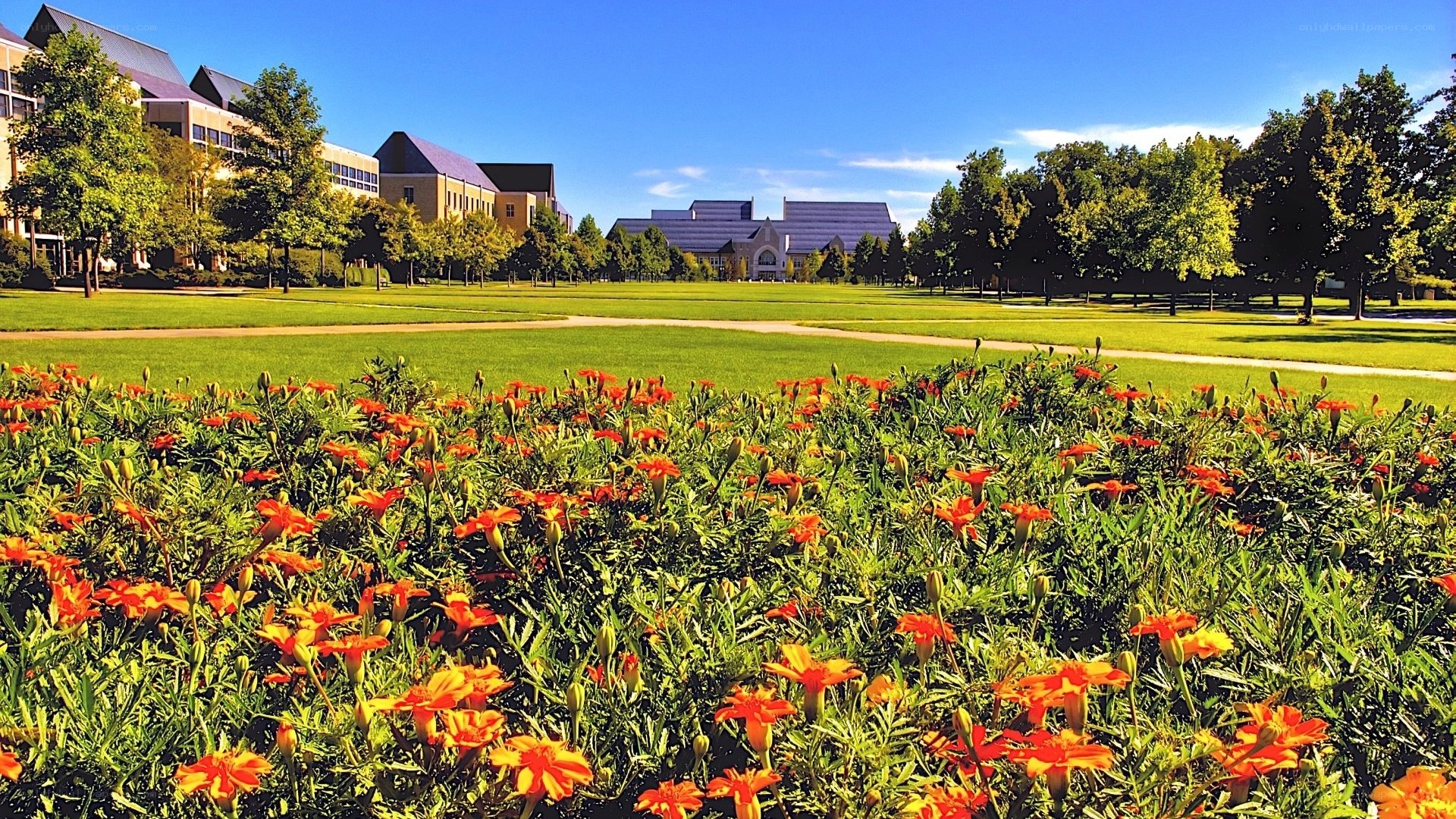 Campus with flowers and buildings