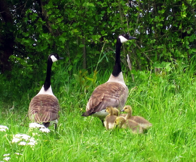 Canada Geese Family — Green, Serene