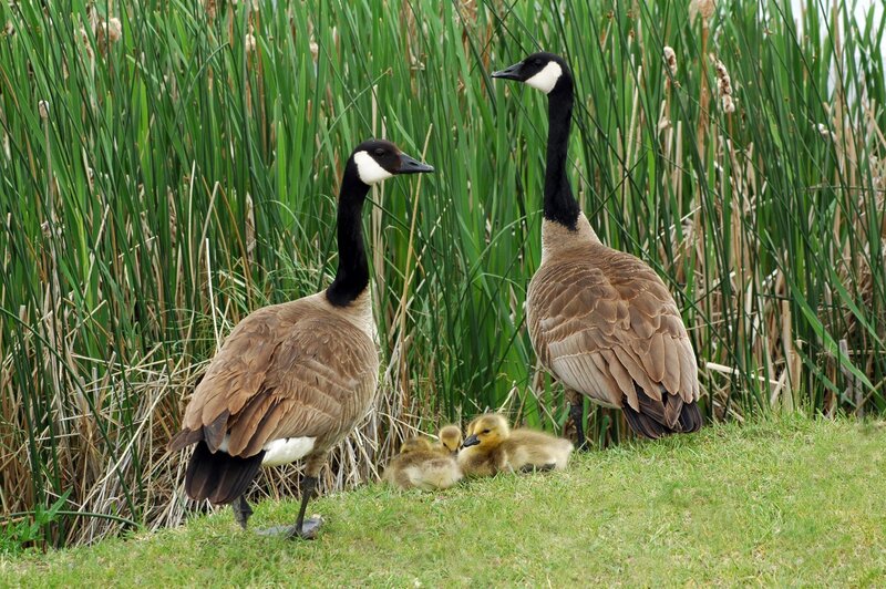 Canada Geese Family — Green