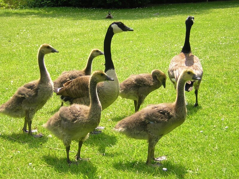 Canada Geese Family