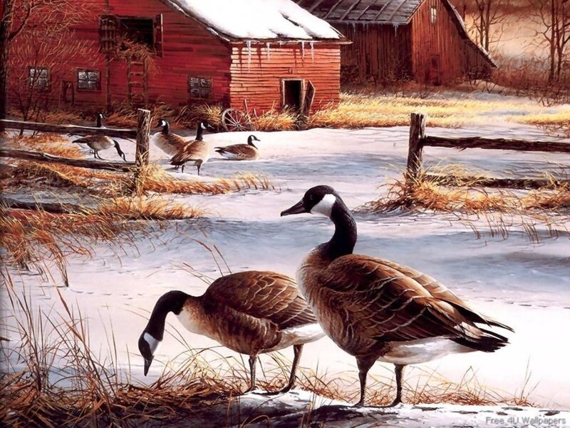 Canada Geese in Snow — Brown