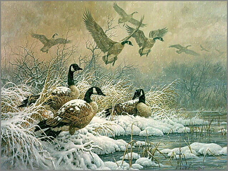 Canada Geese in Snow