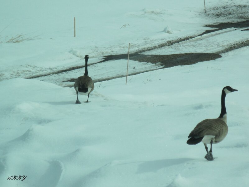 Canada Geese in Snow — White, Cold