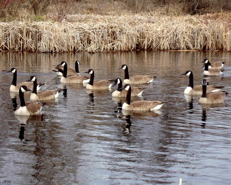 Canada Geese in Water