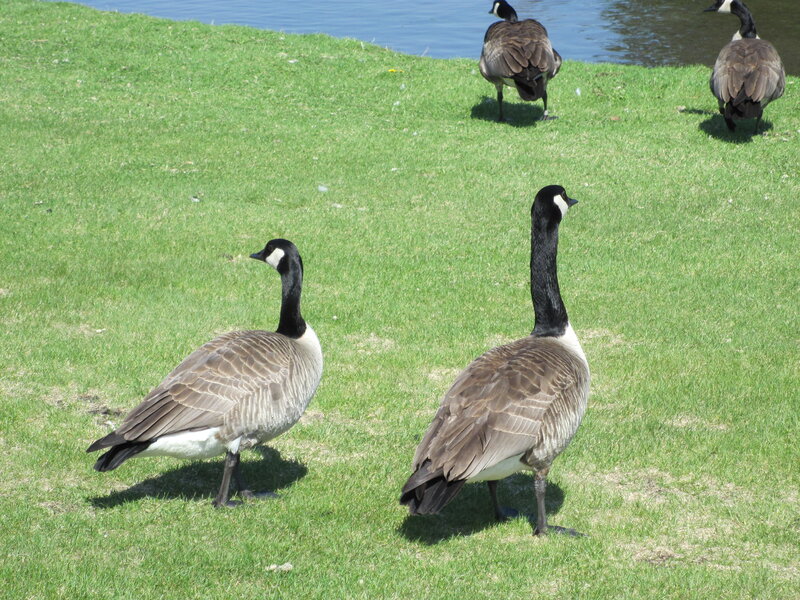 Canada Geese on Grass