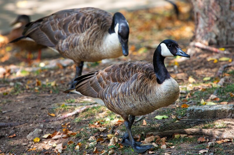 Canada Geese on Ground