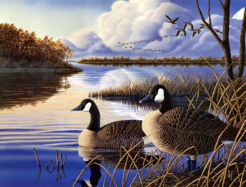 Canada Geese on Lake — Blue, Serene
