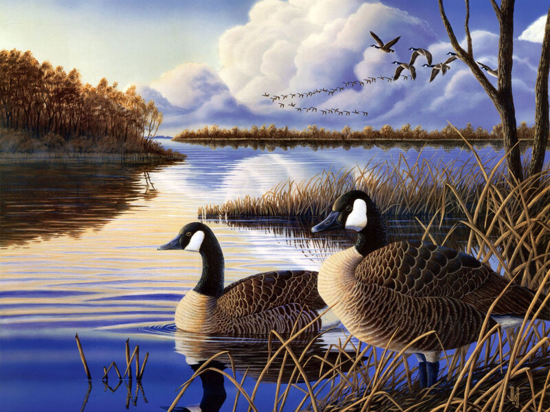 Canada Geese on Lake — Blue
