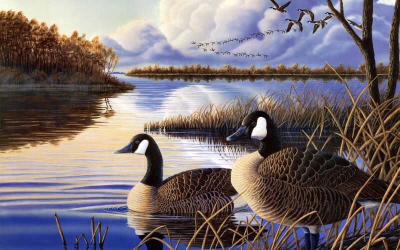 Canada Geese on Lake