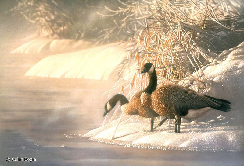 Canada Geese on Riverbank