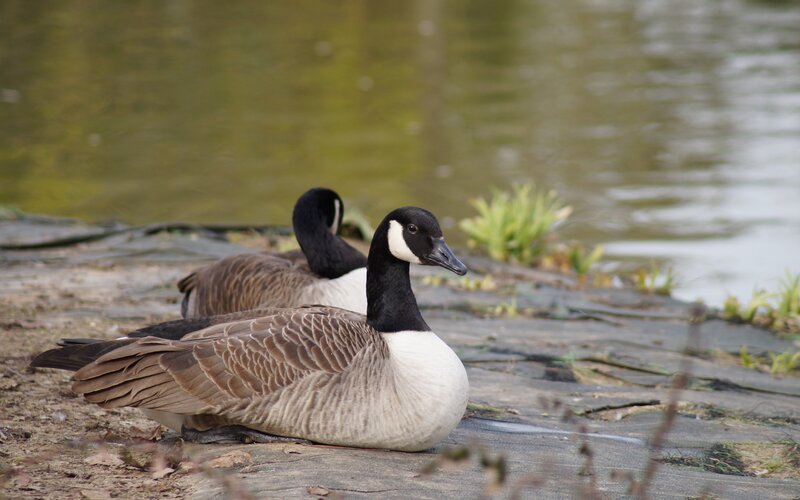 Canada Geese on Shore