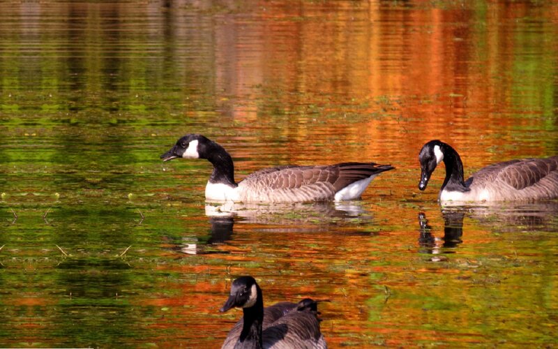 Canada Geese on Water — Green