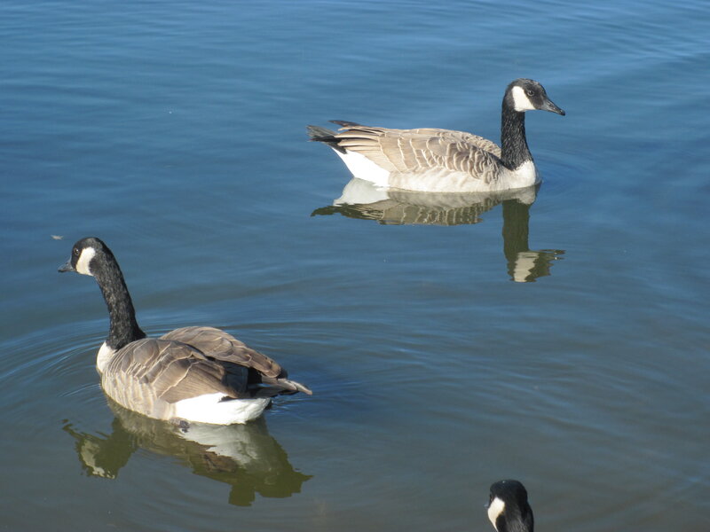 Canada Geese on Water