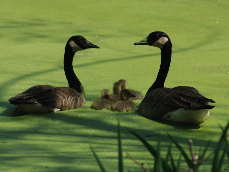 Canada Geese with Goslings — Green