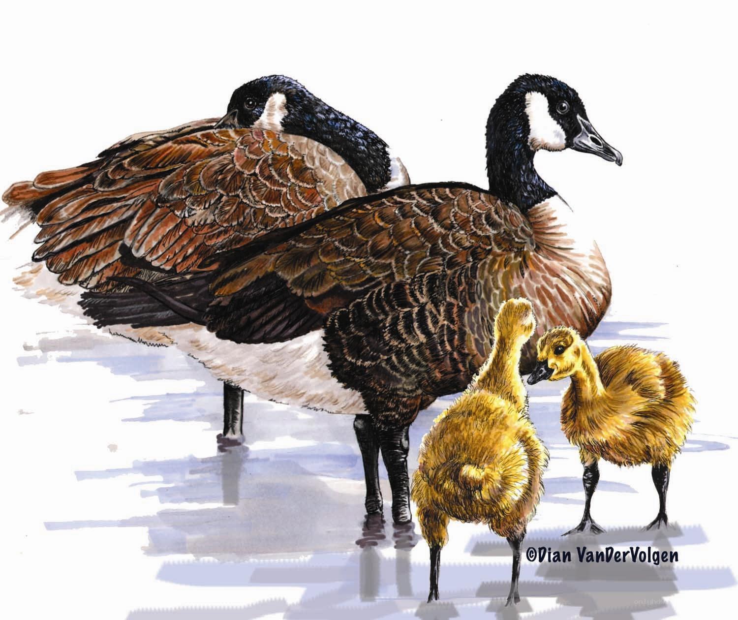 Canada geese with goslings