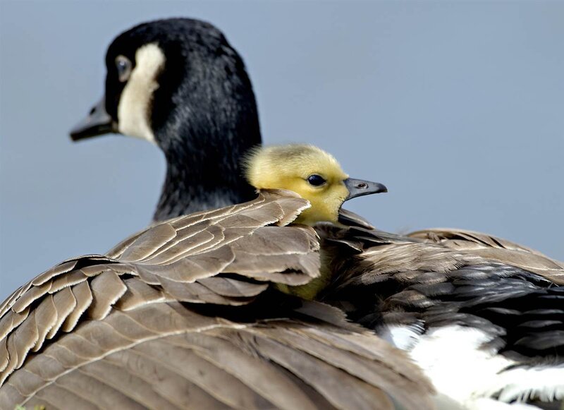 Canada Goose and Gosling