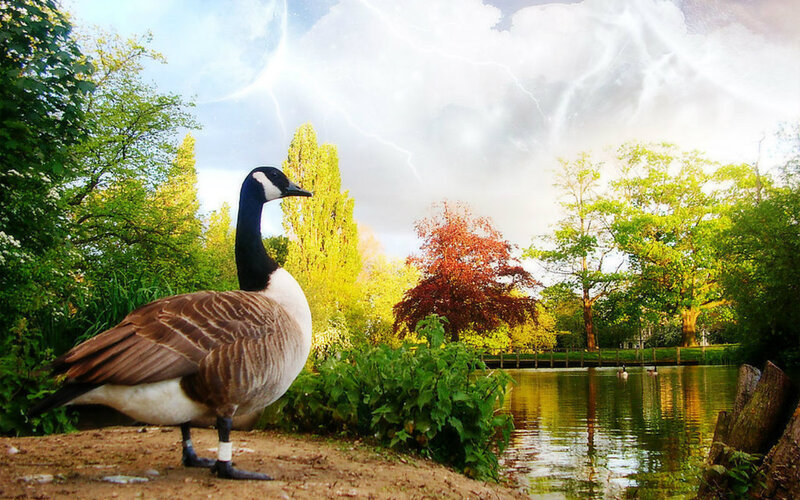 Canada Goose by Pond