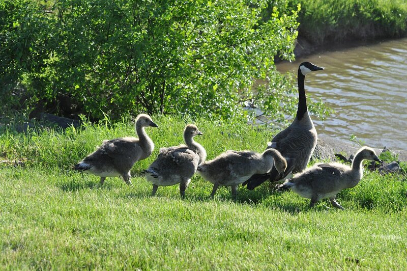 Canada Goose Family