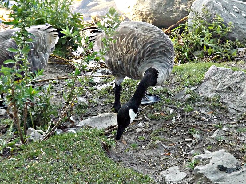 Canada Goose Foraging