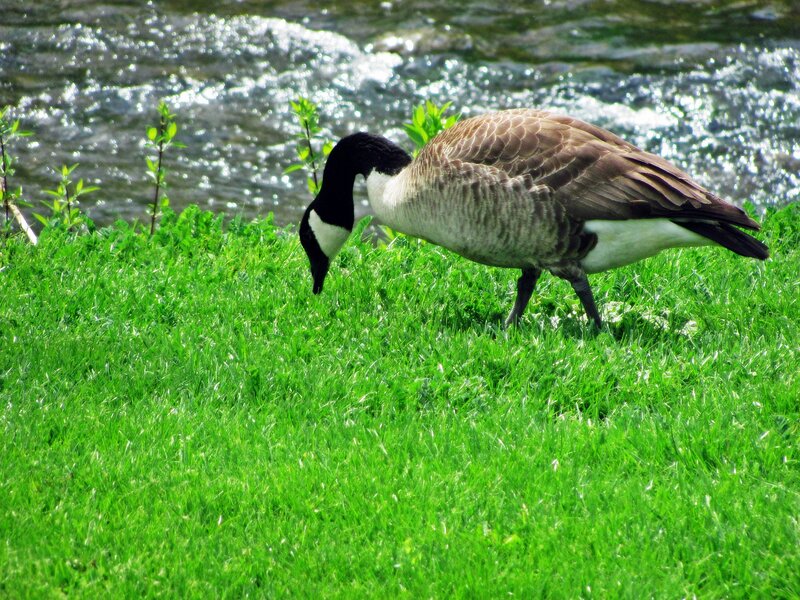 Canada Goose Grazing