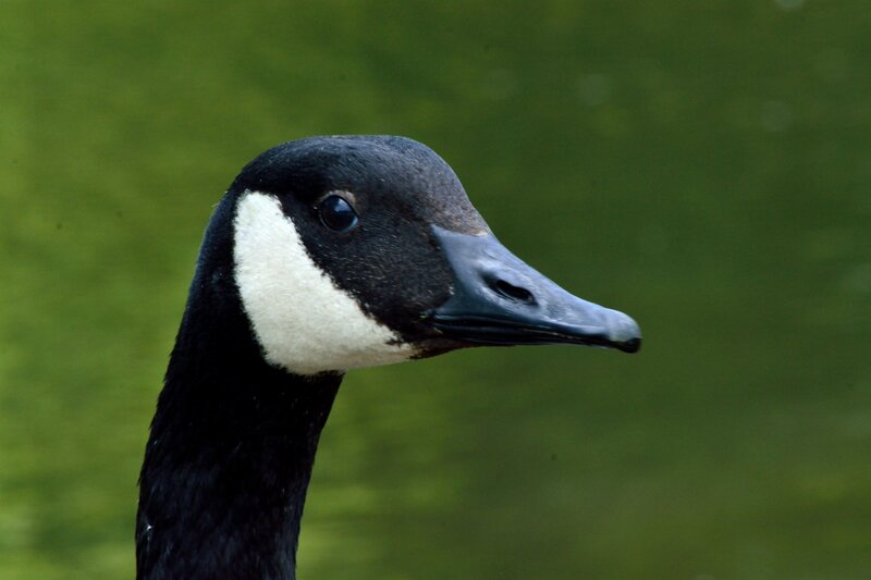 Canada Goose Head — Black